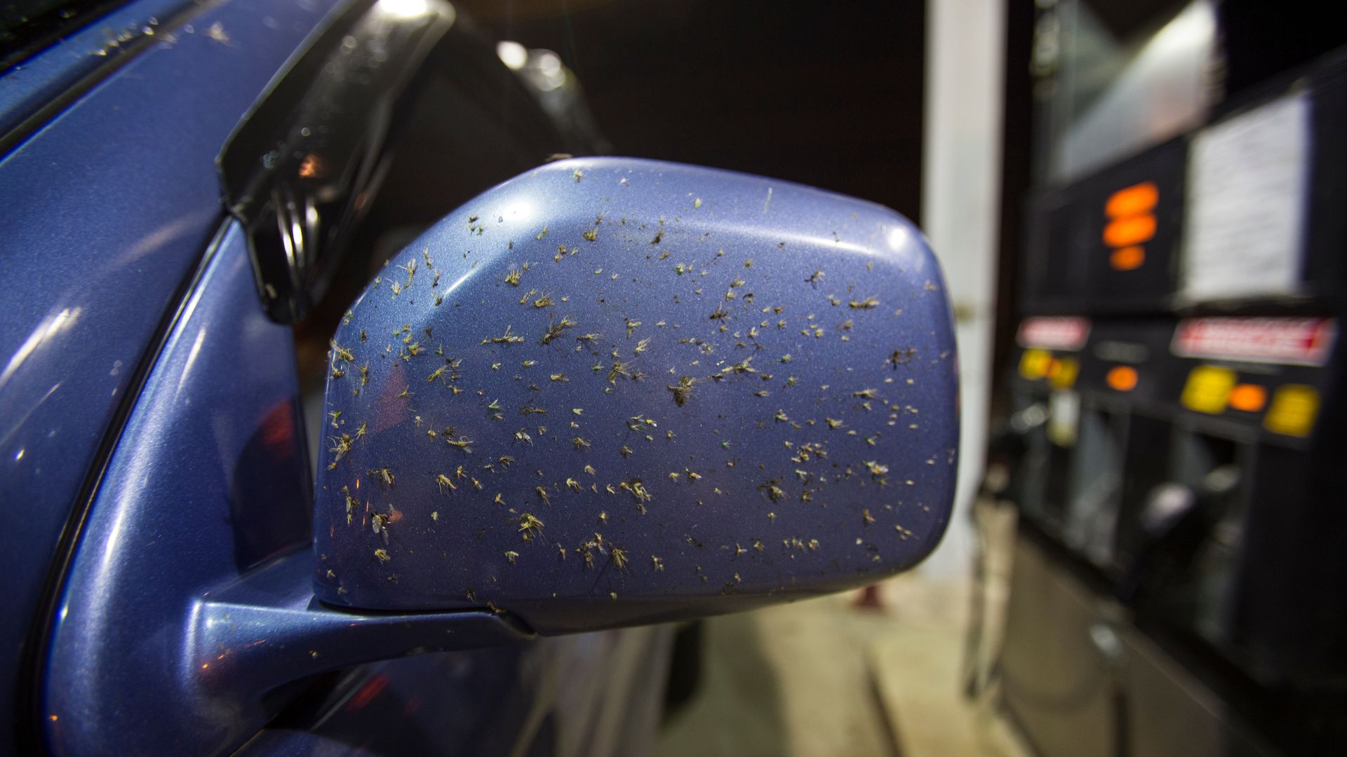 How to Remove Insects from Your Car Easily